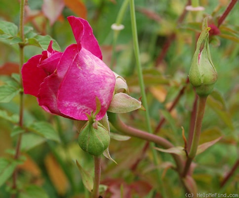 'Souvenir de François Gaulain' rose photo