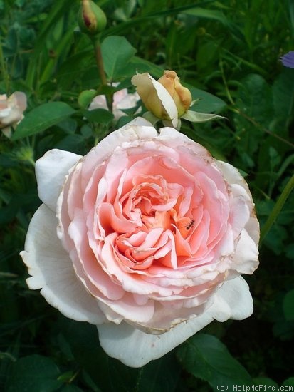 'André le Nôtre ®' rose photo