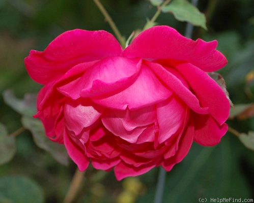 'Souvenir de J.B. Weibel' rose photo