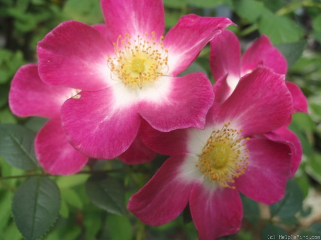 'Star Delight' rose photo