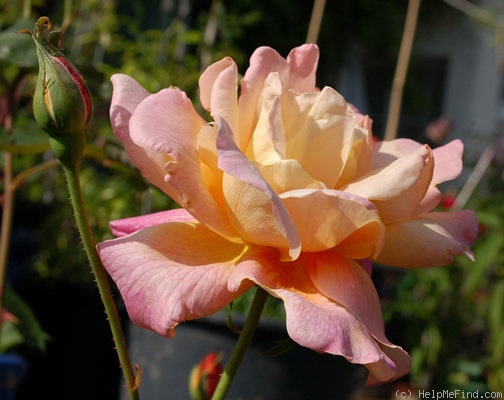 'Sutter's Gold (Hybrid Tea, Swim, 1946)' rose photo