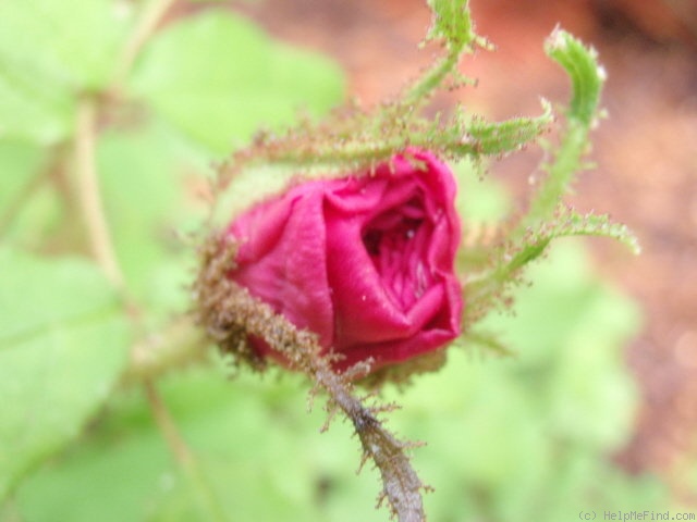 'Maréchal Davoust' rose photo