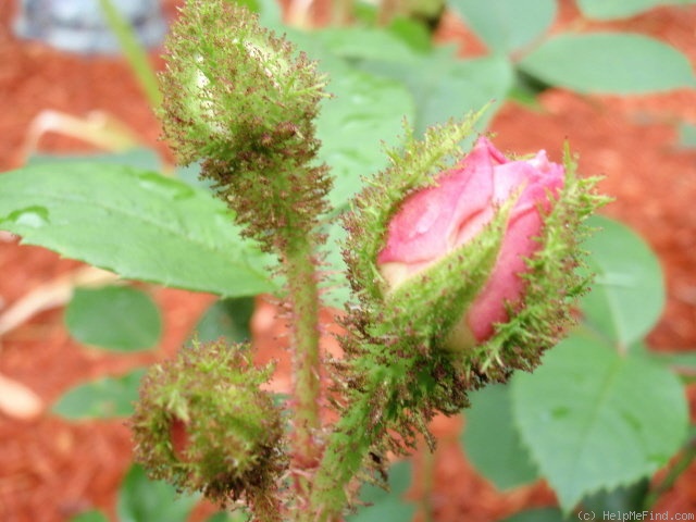 'Duchesse de Verneuil' rose photo