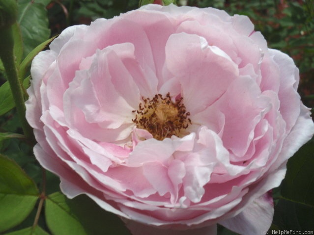 'Paul's Early Blush' rose photo