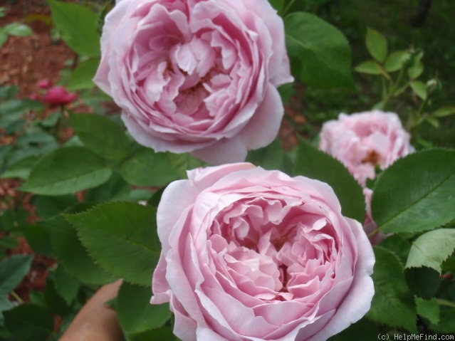 'Paul's Early Blush' rose photo