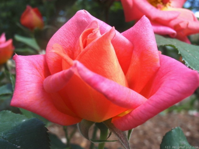 'Buffy Sainte-Marie' rose photo