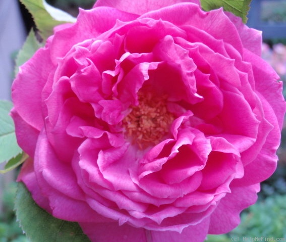 'Heinrich Schultheis' rose photo