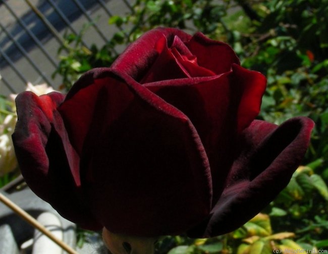 'Oklahoma (Hybrid Tea, Swim & Weeks, 1963)' rose photo