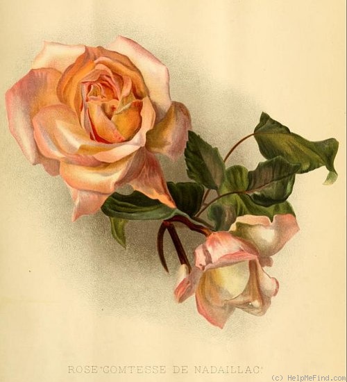 'Comtesse de Nadaillac' rose photo