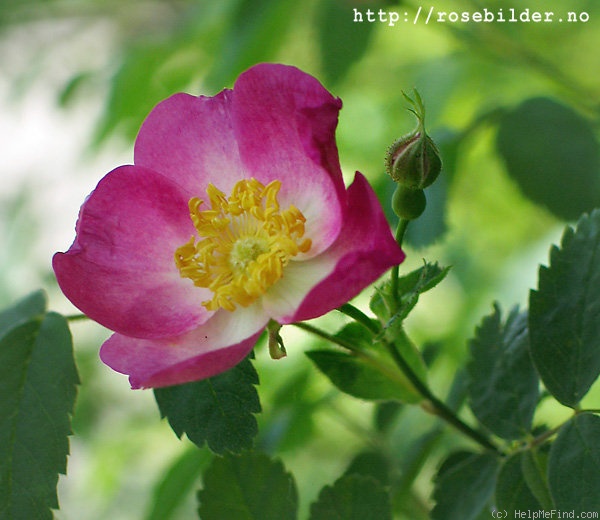 'R. pisocarpa' rose photo