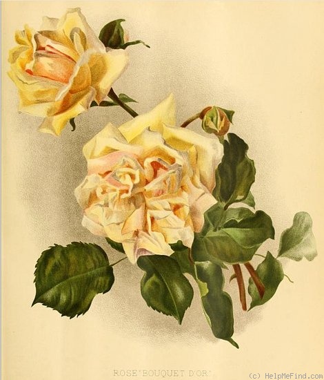 'Bouquet d'Or (noisette, Ducher, 1872)' rose photo