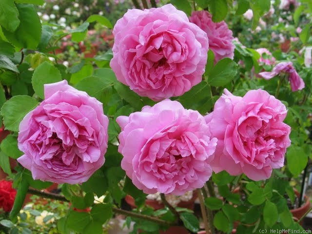 'Comte de Chambord - in commerce (possibly 'Mme Boll')' rose photo