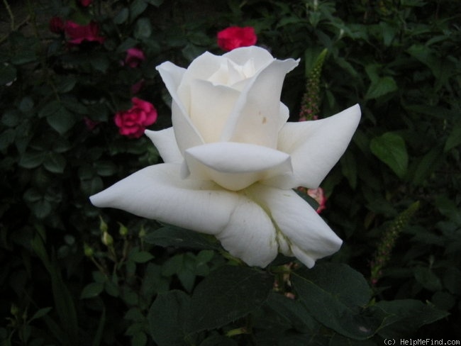 'Pascali' rose photo
