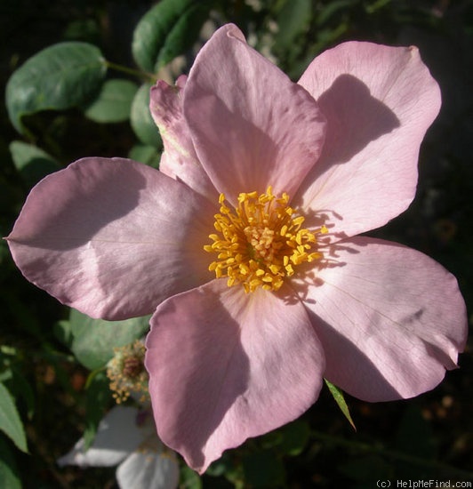 'Lila Banks' rose photo