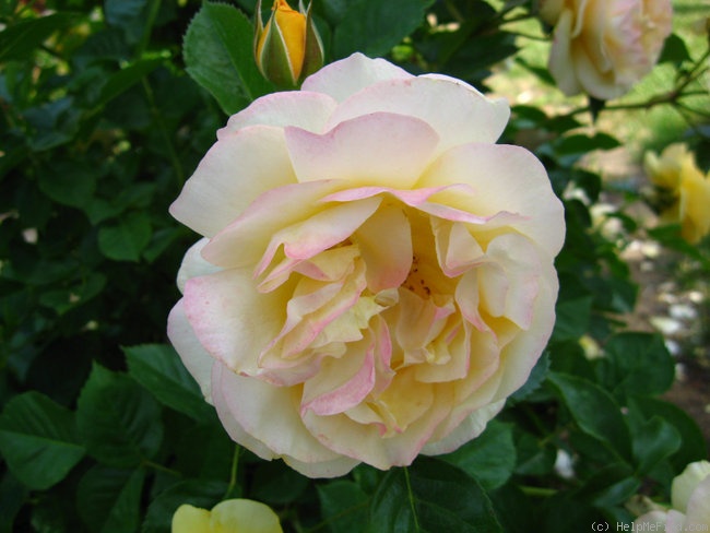 'Julia Child ™ (Floribunda, Carruth, 2004)' rose photo