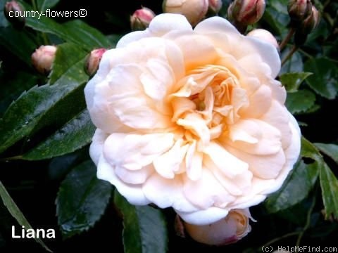'Liana' rose photo