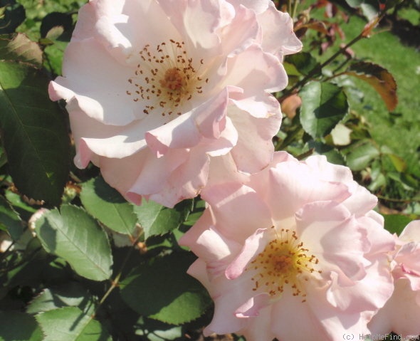 'Lady of the Dawn' rose photo