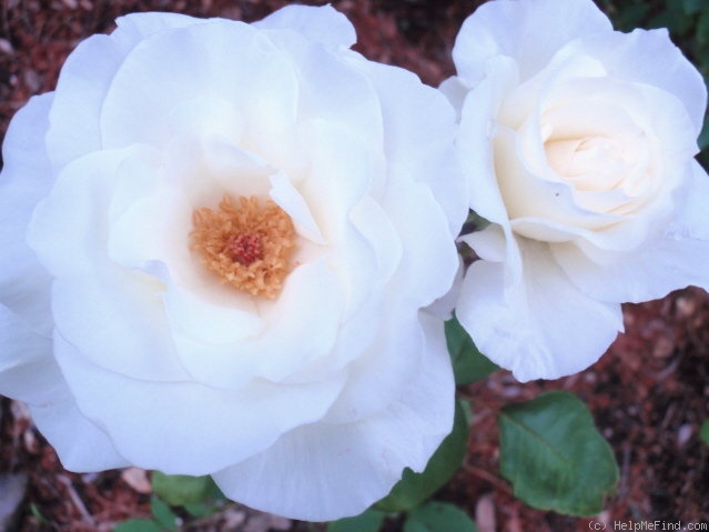 'Atomic White' rose photo