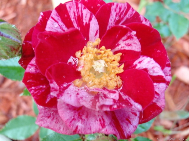 'Love And Peace (miniature, Moore, 2007)' rose photo