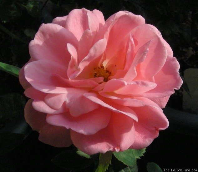 'Flower Power (floribunda, Kordes 1995)' rose photo