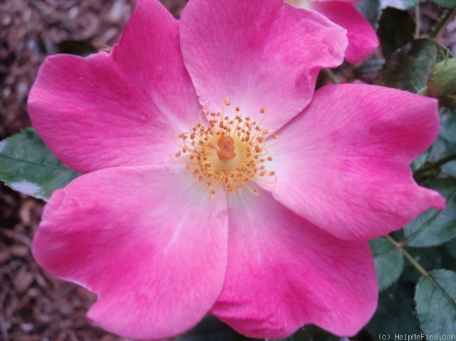 'Nearly Wild' rose photo