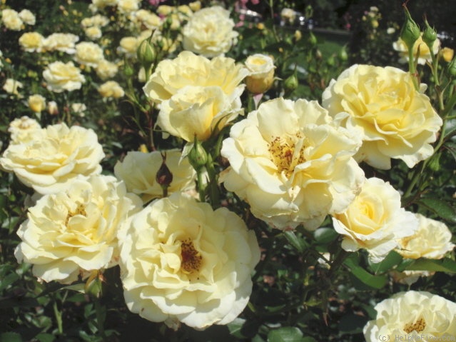 'Yellow Submarine' rose photo