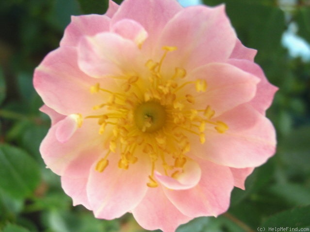 'Fair Molly' rose photo