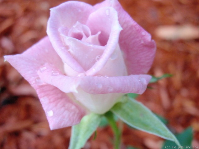 'Jennifer (miniature, Benardella, 1985)' rose photo