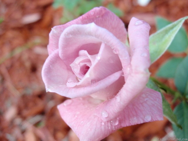'Jennifer (miniature, Benardella, 1985)' rose photo