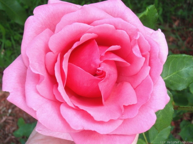 'Country Doctor' rose photo