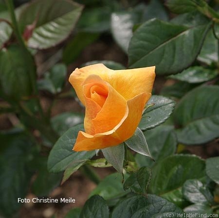 'Maja Oetker' rose photo