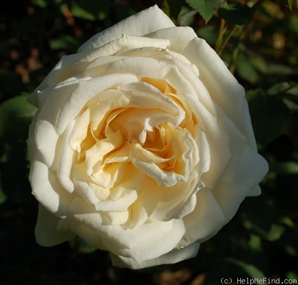 'White Cap' rose photo