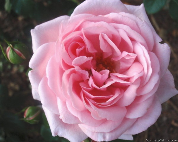 'Home & Garden ® (floribunda, Kordes 2001)' rose photo