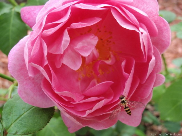 'Corvedale' rose photo