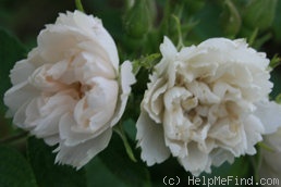 'Grootendorst White' rose photo