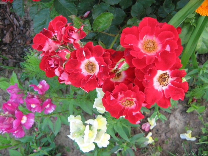 'MACmigmou' rose photo