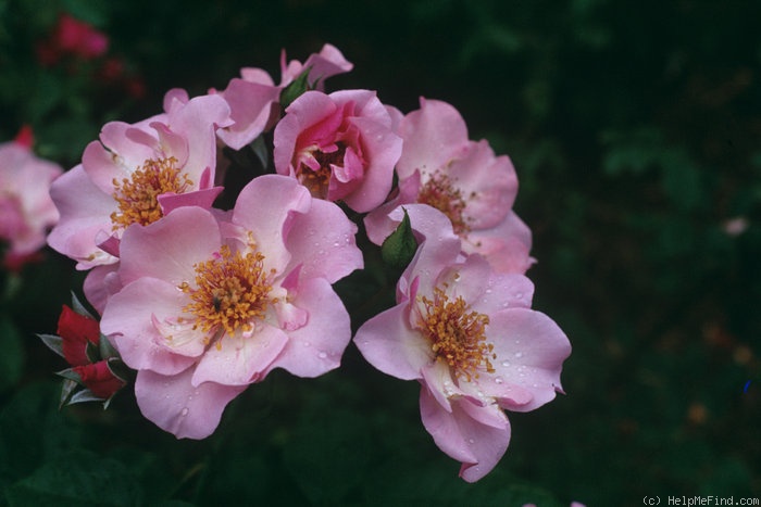 'Amelia Fleming' rose photo