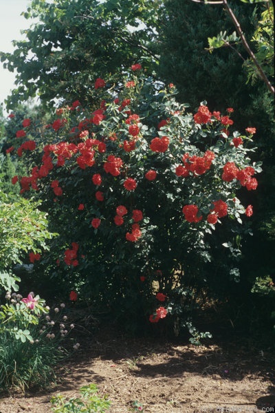 'Jim Lounsbery' rose photo