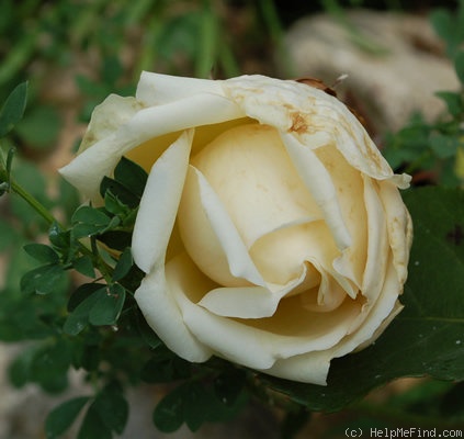 'Albert Hoffmann' rose photo