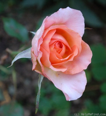 'Albrecht Dürer Rose®' rose photo