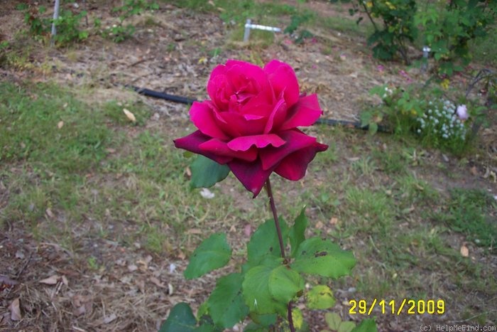'Hadley' rose photo