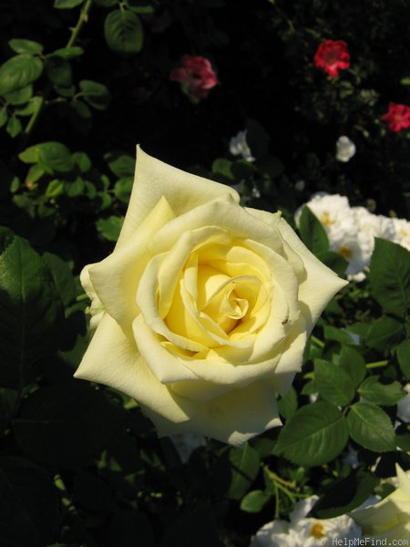 'Primrose Queen (hybrid tea, Unknown, 1999)' rose photo