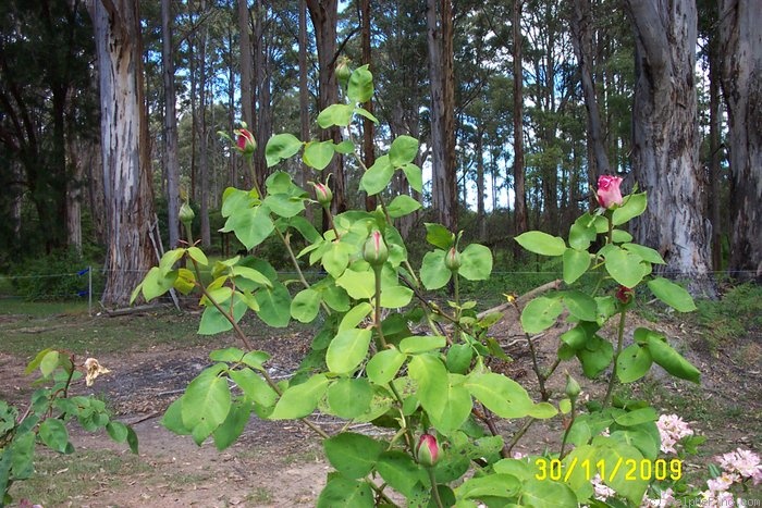 'Sachsengruss' rose photo