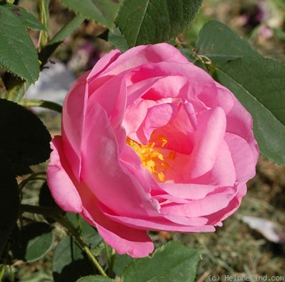 'Anna Scharsach (Hybrid Perpetual, Geschwind, 1890)' rose photo
