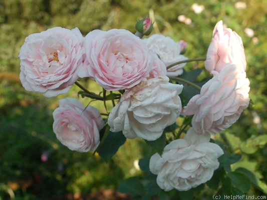 'Annie Vibert' rose photo
