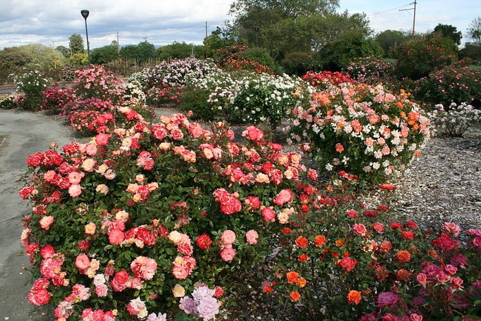 'San Jose Heritage Rose Garden'  photo