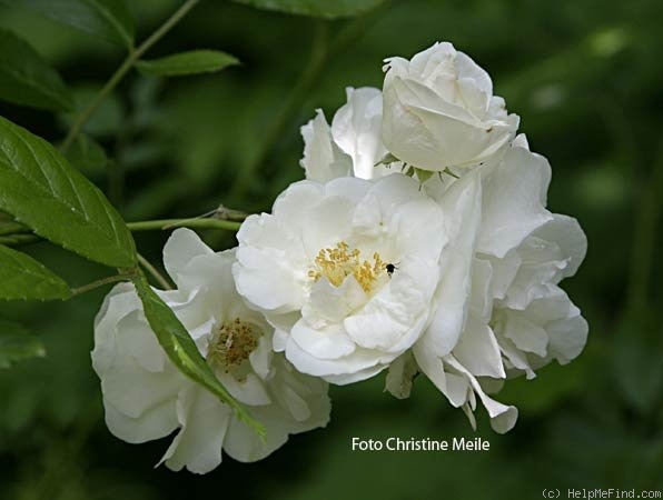 'Bonnie Prince' rose photo