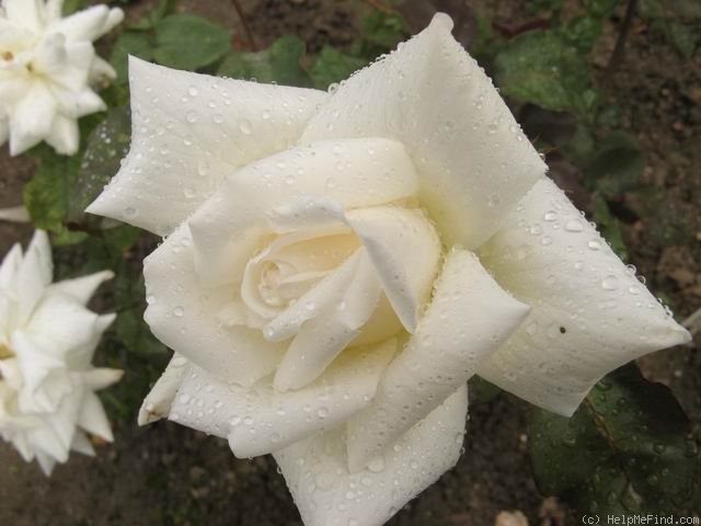 'Erbprinzessin Leopold von Anhalt' rose photo