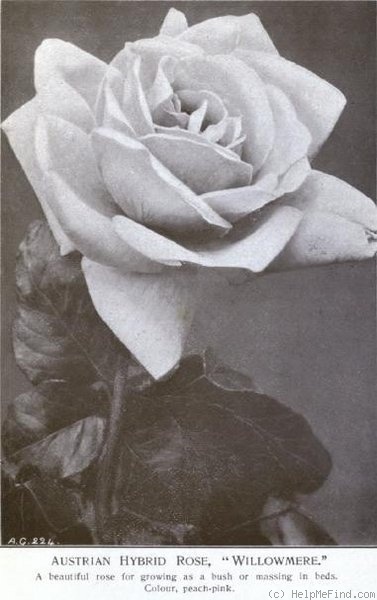 'Willowmere' rose photo
