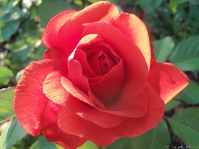 'Morden Fireglow' rose photo